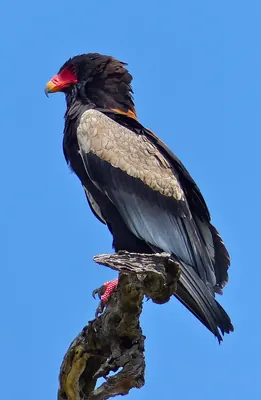 Bateleur