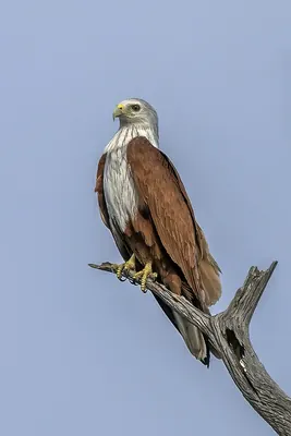 Brahminy Kite