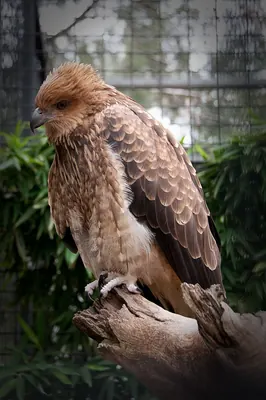 Whistling Kite