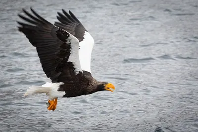 Steller's Sea-eagle