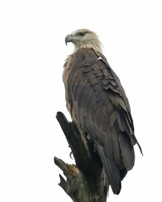 Pallas’s fish eagle