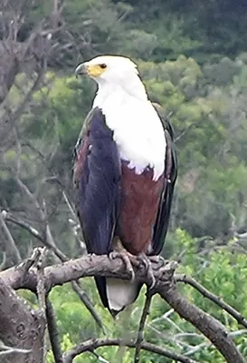 African Fish Eagle