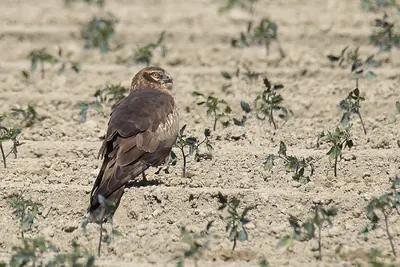 Montagu's Harrier
