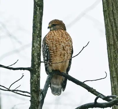 Red-shouldered Hawk