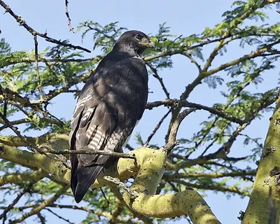 Augur Buzzard