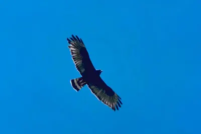 Zone-tailed Hawk