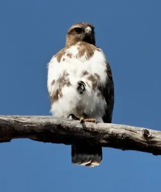 Buse de Madagascar