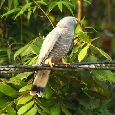 Hook-billed Kite