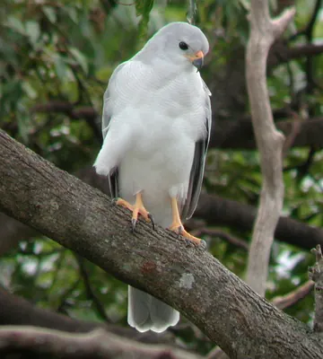Grey Goshawk