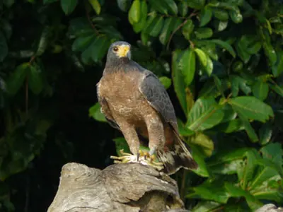 Rufous Crab-hawk