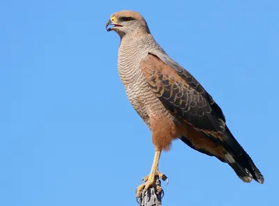 Savanna Hawk