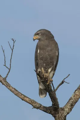 Western Banded Snake Eagle