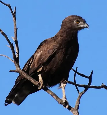 Brown Snake Eagle