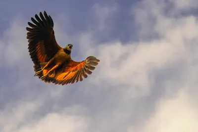 Black-collared Hawk
