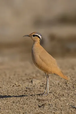 Cream-coloured Courser