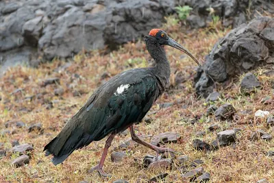Red-naped Ibis