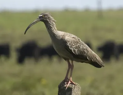Ibis plombé