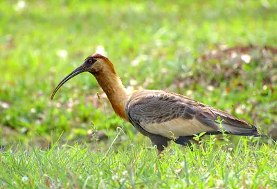 Ibis collocamoscio