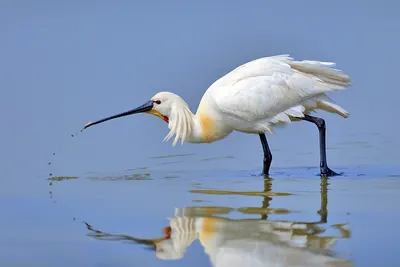 Eurasian Spoonbill