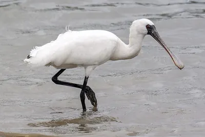 Black-faced Spoonbill