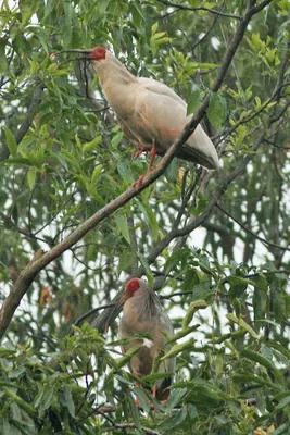 Ibis nipón