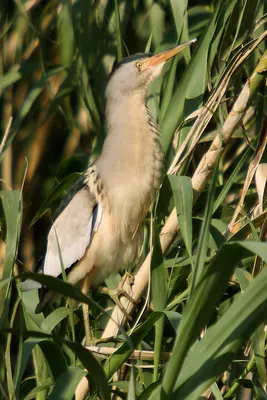 Little Bittern
