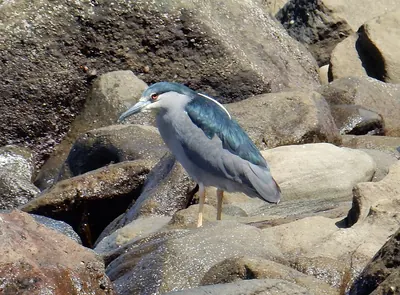 Black-crowned Night-Heron