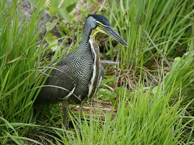 Bare-throated Tiger-heron