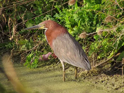 Rufescent Tiger Heron