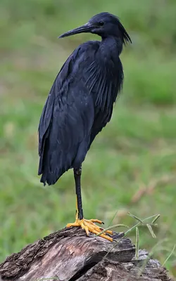 Black Heron