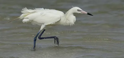 Reddish Egret
