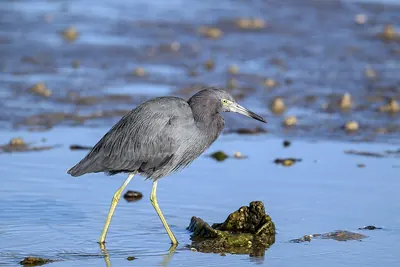 White-faced Heron