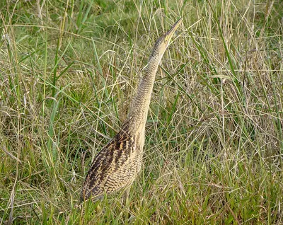 Pinnated Bittern