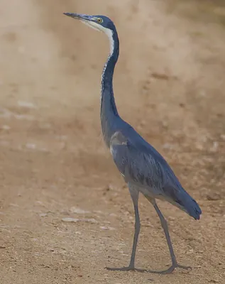 Black-headed Heron