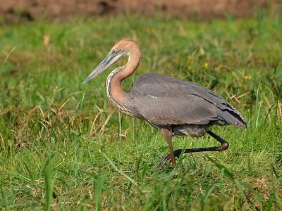 Goliath Heron