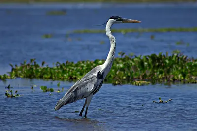 Cocoi Heron
