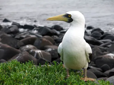 Masked Booby