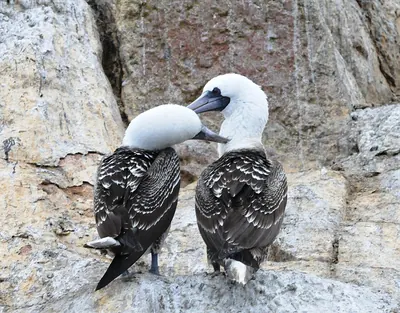 Peruvian Booby