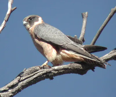 Australian hobby