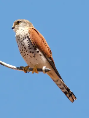 Madagascar Kestrel