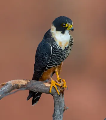 Bat Falcon