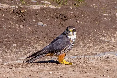 European Hobby