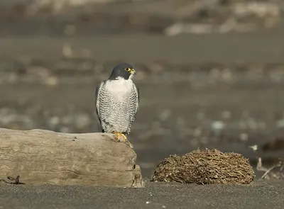 Peregrine Falcon