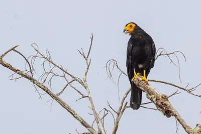 Black Caracara