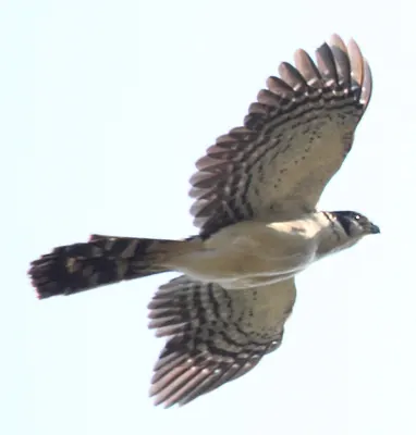 Collared Forest Falcon