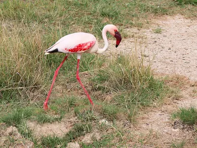 Lesser Flamingo