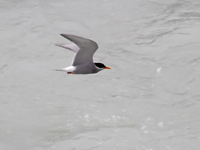 Black-fronted Tern
