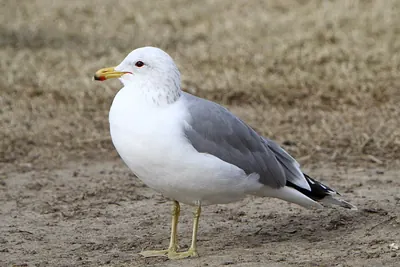 California Gull