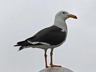 Belcher's Gull
