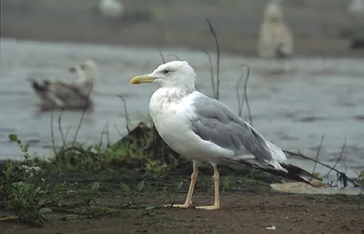 Pontic gull